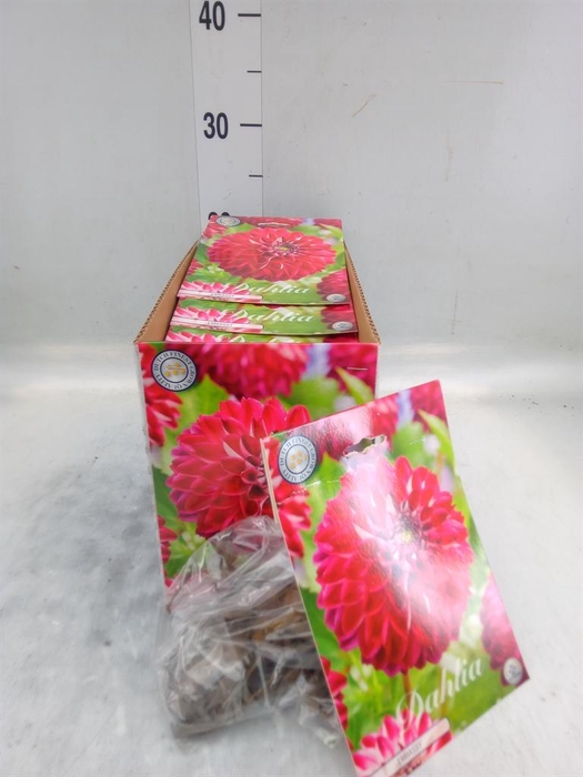 <h4>Dahlia   ...flowerbulbs</h4>