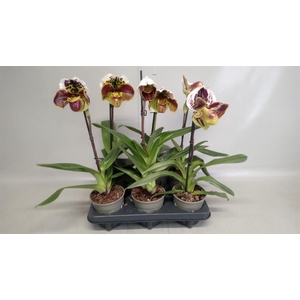 Paphiopedilum  'Amerikaanse hybrid'