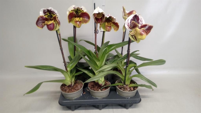 <h4>Paphiopedilum  'Amerikaanse hybrid'</h4>