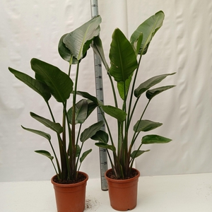 STRELITZIA NICOLAI
