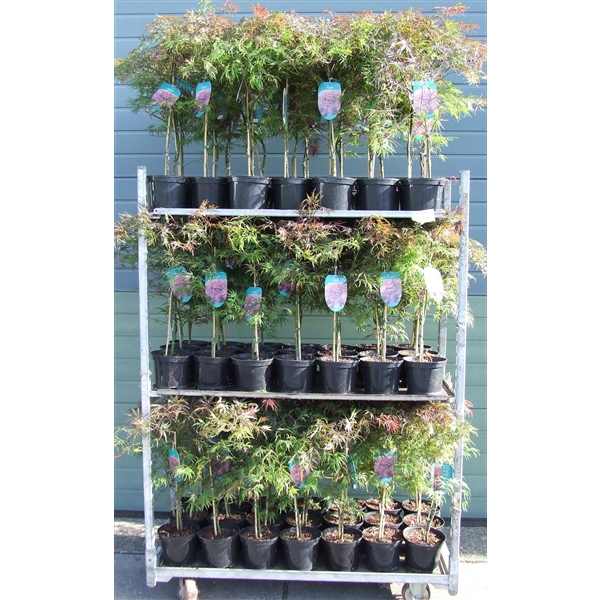 <h4>Acer palmatum 'Garnet' P19 Full CC</h4>