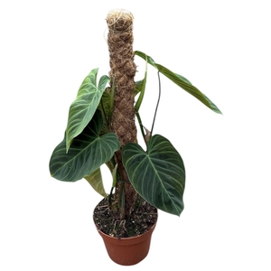 Philodendron Splendid