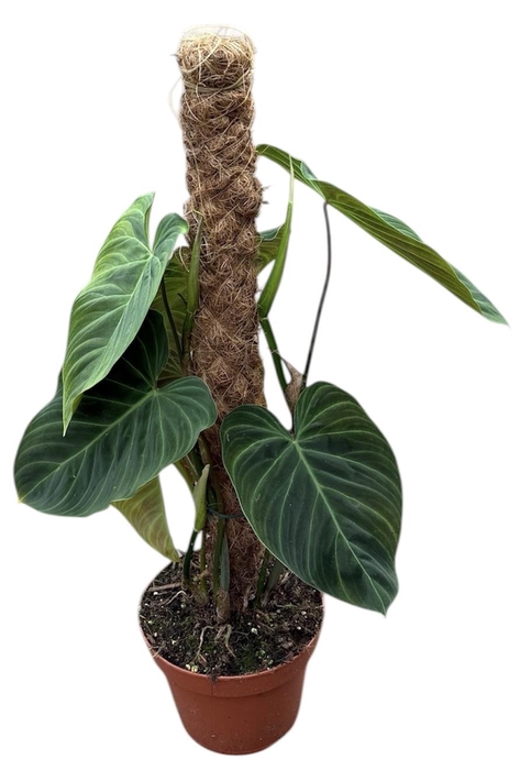 <h4>Philodendron Splendid</h4>