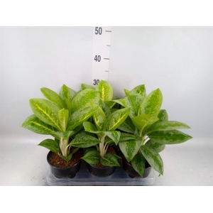Aglaonema  'Lemon Mint'