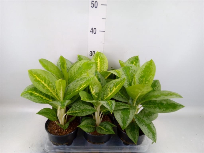 <h4>Aglaonema  'Lemon Mint'</h4>