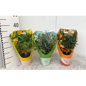 Algarve Mix Citrus & Olea mini-stem carry-bag