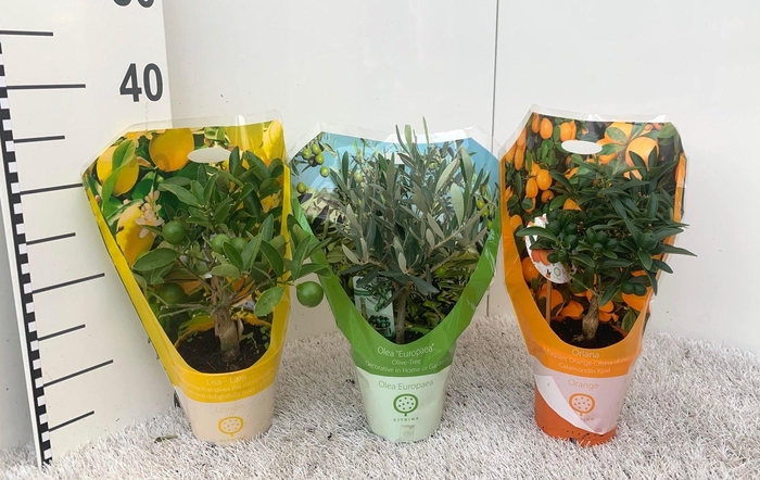 <h4>Algarve Mix Citrus & Olea mini-stem carry-bag</h4>