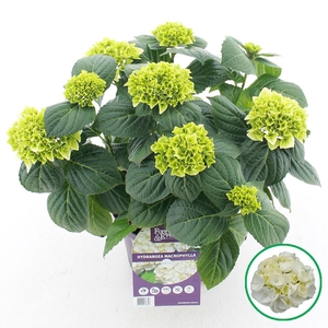 Hydrangea macr. Forever & Ever® Wit C5 (23cm.) Kn.