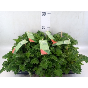 Pelargonium   ...mix smelling