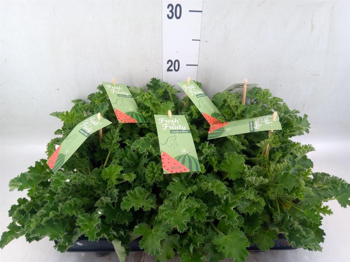 <h4>Pelargonium   ...mix smelling</h4>