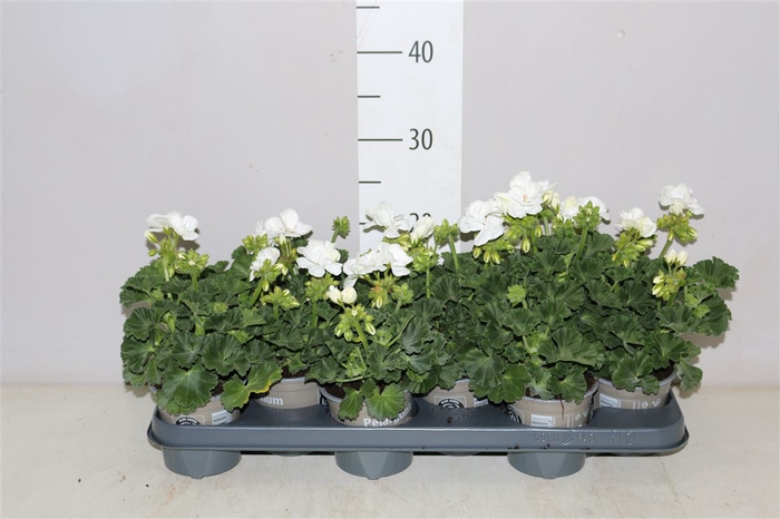 <h4>Pelargonium Zonale Wit</h4>