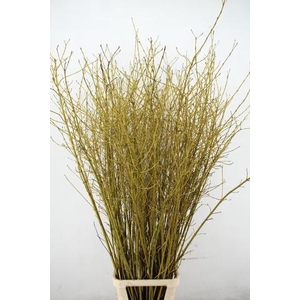CORNUS S FLAVIRAMEA VERTAKT 2- JARIG 160CM