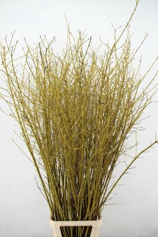 <h4>CORNUS S FLAVIRAMEA VERTAKT 2- JARIG 160CM</h4>