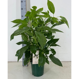 Schefflera actinophylla p19