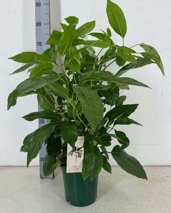 <h4>Schefflera actinophylla p19</h4>