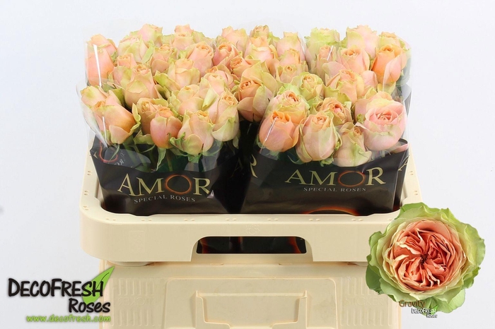 <h4>R GR GRAVITY</h4>