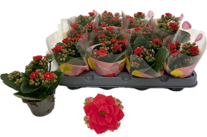 <h4>KAL GE RF NOELLE</h4>