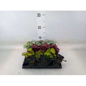 Begonia BD rex   ...mix