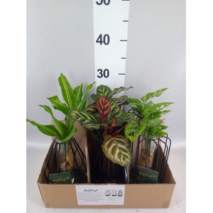 Planten  ..mix