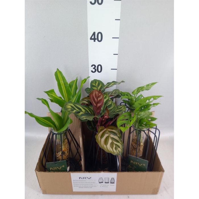 <h4>Planten  ..mix</h4>