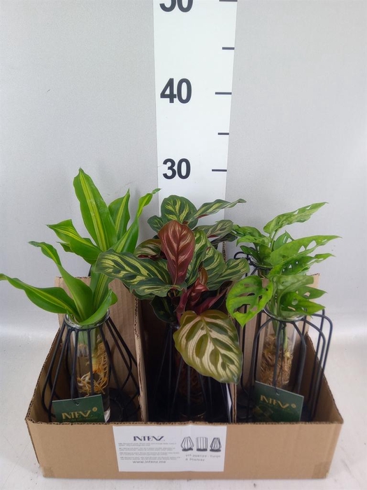Planten  ..mix