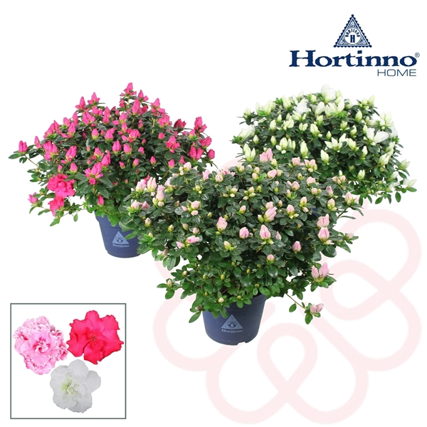 <h4>Hortinno® Home 'Classic Collection' 35 - 37 cm</h4>