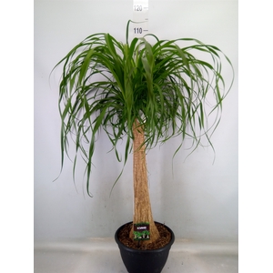 Beaucarnea recurvata