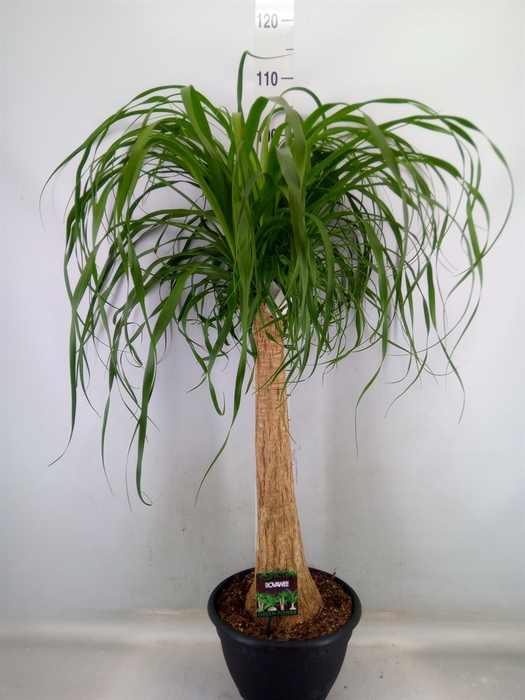 <h4>Beaucarnea recurvata</h4>