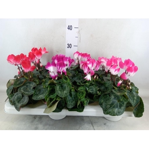 Cyclamen MD 'Indiaka'