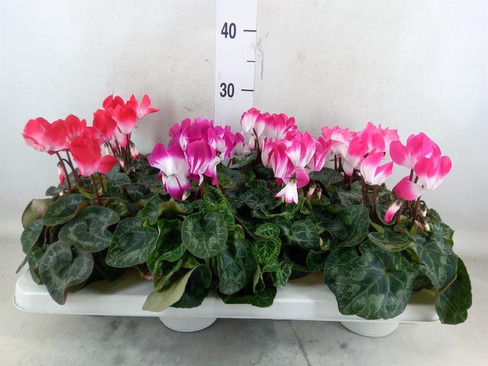 <h4>Cyclamen MD 'Indiaka'</h4>