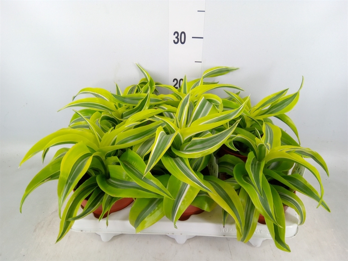 <h4>Dracaena frag. 'Lemon Surprise'</h4>