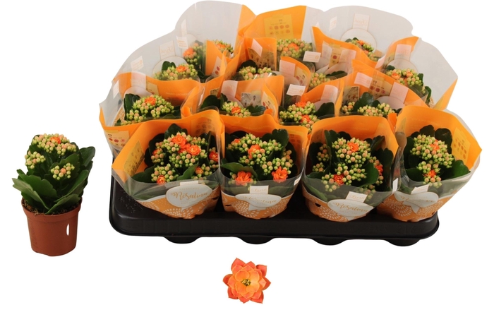 <h4>KAL GE DON PEDRO</h4>