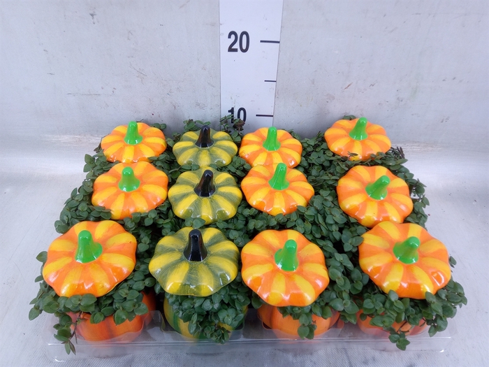 <h4>Callisia repens</h4>