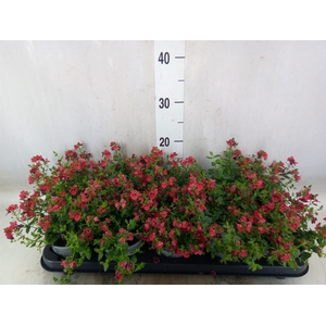 Diascia  'Piccadilly Red'