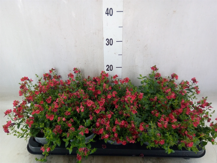 <h4>Diascia  'Piccadilly Red'</h4>