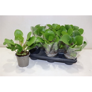 arr8 Pilea Peperomioides