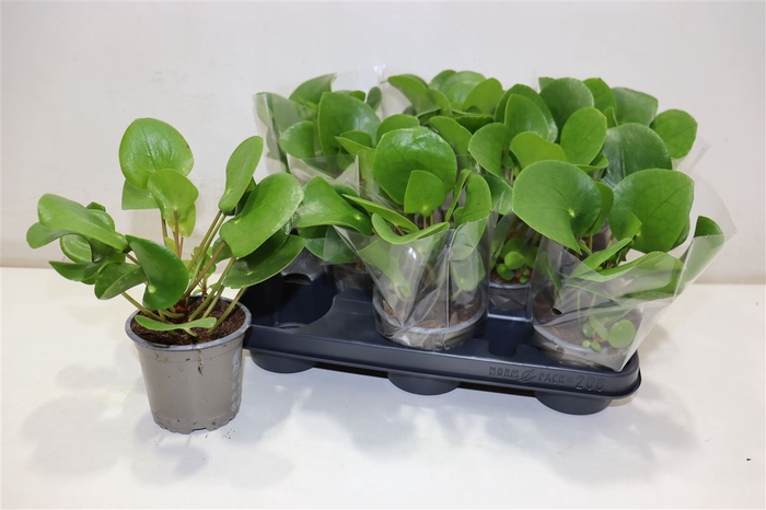 <h4>arr8 Pilea Peperomioides</h4>