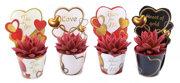 <h4>Potcover love mix rood</h4>