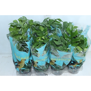 PHILODENDRON MINIMA P15