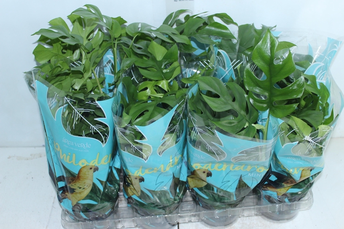 <h4>PHILODENDRON MINIMA P15</h4>