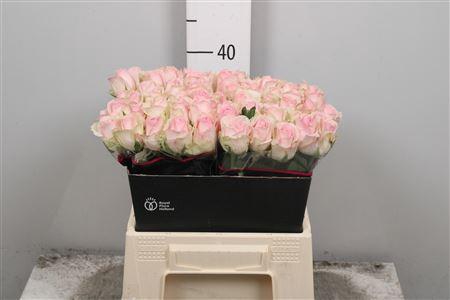 <h4>R Gr Avalanche Sorb+</h4>