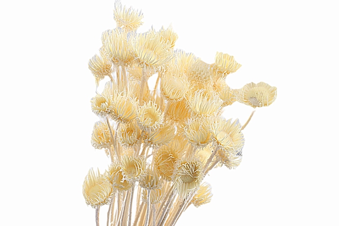Cardi Di Montagne White Bleached