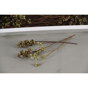 Df Ambernut Branch Nat.(50pcs)