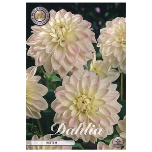 Dahlia Wittem x1