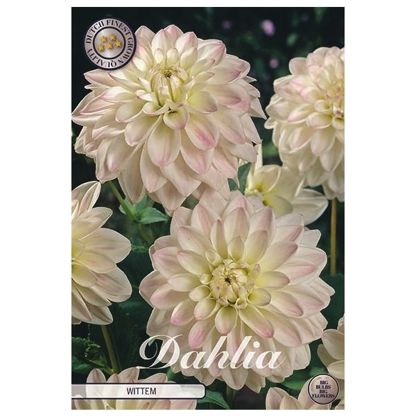 <h4>Dahlia Wittem x1</h4>