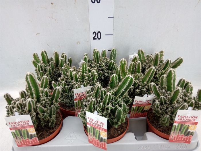 <h4>Cereus per. 'Florida'</h4>