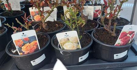 Rosa Fl 6 Kl Mixtray