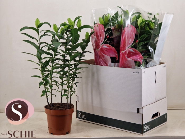 <h4>LIL OR DU RL ZETA</h4>