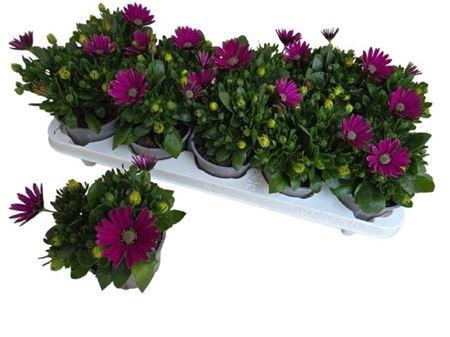 <h4>Osteo Fp Purple</h4>