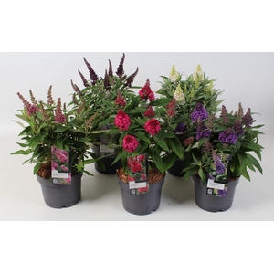 Buddleja Buddleja